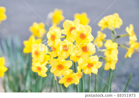 黃色水仙花的特寫 88351973