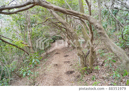 從三岩山到神峰山（日立阿爾卑斯）的登山路 88351979