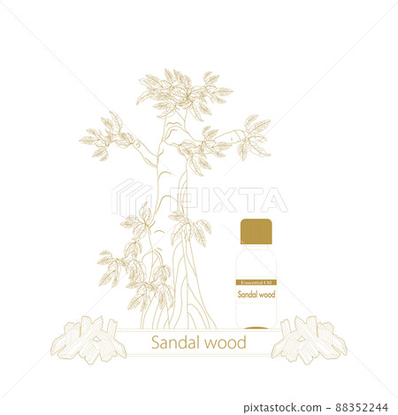 Sandalwood line drawing, essential oil bottle, sandalwood essential oil 88352244