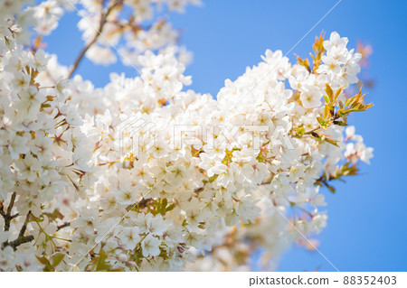White blossom in the summer in the Netherlands White blossom in the summer in the Netherlands 88352403