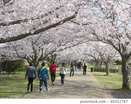 Oba, Fujisawa City, Kanagawa Prefecture Hikichigawa Water Park Sakura 88352767