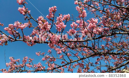 The pink flowers of Kawazu cherry blossoms that bloom in nine minutes in front of Inage Kaigan Station The pink flowers of Kawazu cherry blossoms that bloom in nine minutes in front of Inage Kaigan Station 88352868