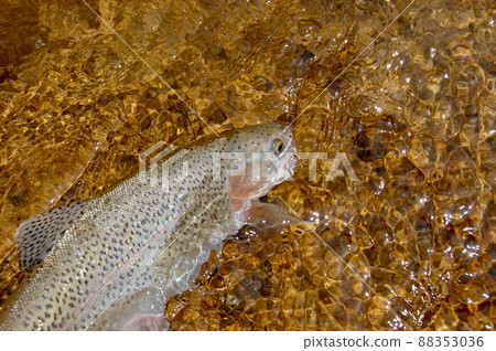 北海道釣主流虹鱒魚 北海道釣主流虹鱒魚 88353036