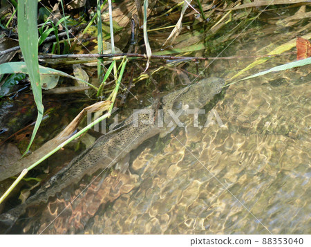 北海道釣主流虹鱒魚 北海道釣主流虹鱒魚 88353040