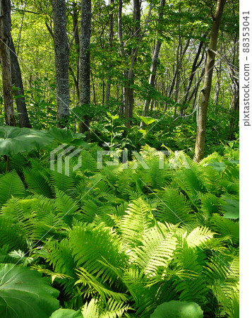 北海道蕨葉林初夏 88353041