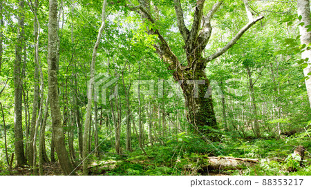 白神400年的象徵山毛櫸2018秋田縣 88353217