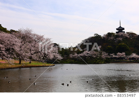 Japanese garden in Sankeien and spring scenery in full bloom of cherry blossoms 88353497