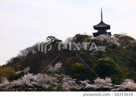 Former Tomyoji Triple Pagoda of Sankeien and spring scenery with cherry blossoms Former Tomyoji Triple Pagoda of Sankeien and spring scenery with cherry blossoms 88353639