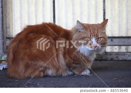 Why do you sue? cat 88353640