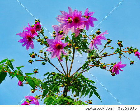 達利亞皇帝 88353939