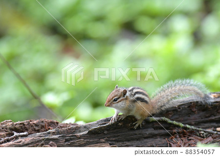 Child of Chipmunk Child of Chipmunk 88354057