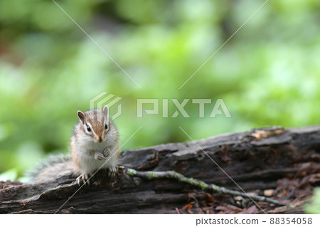 Child of Chipmunk Child of Chipmunk 88354058