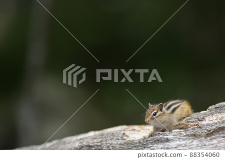 Child of Chipmunk Child of Chipmunk 88354060