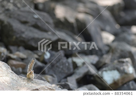 Chipmunk rocks Chipmunk rocks 88354061