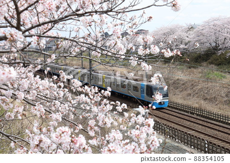 千葉新城鐵道9100型列車C-Flyer Sea Flyer和櫻花盛開 千葉新城鐵道9100型列車C-Flyer Sea Flyer和櫻花盛開 88354105