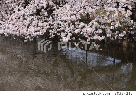 Cherry blossoms in full bloom over the Minuma Substitute Aqueduct Cherry blossoms in full bloom over the Minuma Substitute Aqueduct 88354213