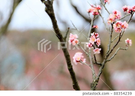 梅花紅色冬至 88354239