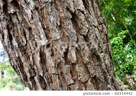 赤松樹幹特寫 88354442