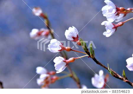 Gourd cherry tree Gourd cherry tree 88354623