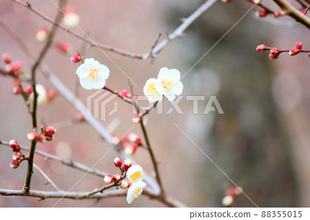 梅花南高 梅花南高 88355015