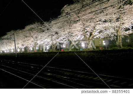 Illuminated cherry blossom trees near Kunugiyama Station on the Shin-Keisei Line, Kunugiyama, Kamagaya City, Chiba Prefecture Illuminated cherry blossom trees near Kunugiyama Station on the Shin-Keisei Line, Kunugiyama, Kamagaya City, Chiba Prefecture 88355401