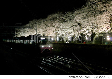 Illuminated cherry blossom trees near Kunugiyama Station on the Shin-Keisei Line, Kunugiyama, Kamagaya City, Chiba Prefecture Illuminated cherry blossom trees near Kunugiyama Station on the Shin-Keisei Line, Kunugiyama, Kamagaya City, Chiba Prefecture 88355402