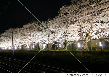 Illuminated cherry blossom trees near Kunugiyama Station on the Shin-Keisei Line, Kunugiyama, Kamagaya City, Chiba Prefecture 88355404