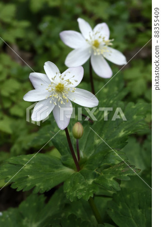 The white flowers of the flaccid anemone, also known as the fairy, brighten the forest. The white flowers of the flaccid anemone, also known as the fairy, brighten the forest. 88355409