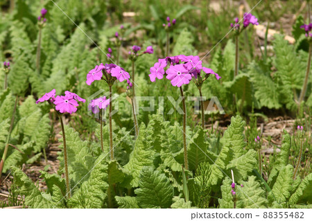 Primrose, a classical horticultural plant that blooms pink flowers in Tajimagahara and Todagahara in Arakawa, is called Japanese primrose. 88355482