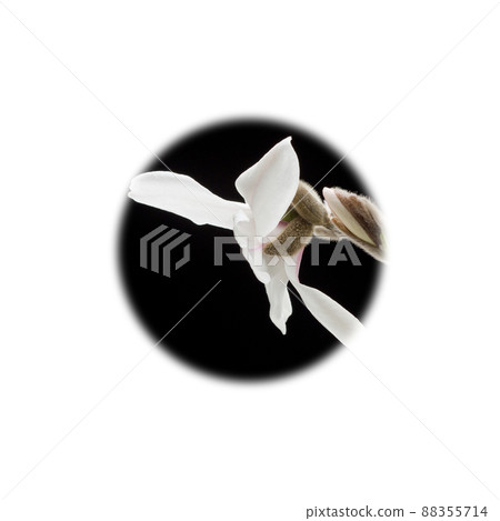 Haku Mokren Haku Mokren 88355714