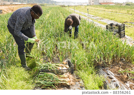 Team of workers harvests green onions on a plantation Team of workers harvests green onions on a plantation 88356261