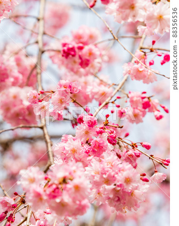 Spring production, beautifully blooming weeping cherry tree close-up Spring production, beautifully blooming weeping cherry tree close-up 88356536