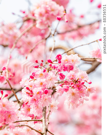 Spring production, beautifully blooming weeping cherry tree close-up Spring production, beautifully blooming weeping cherry tree close-up 88356551
