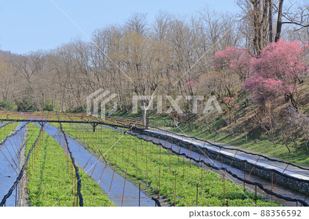 Plum blossom blooming Spring Daio Wasabi Farm Plum blossom blooming Spring Daio Wasabi Farm 88356592