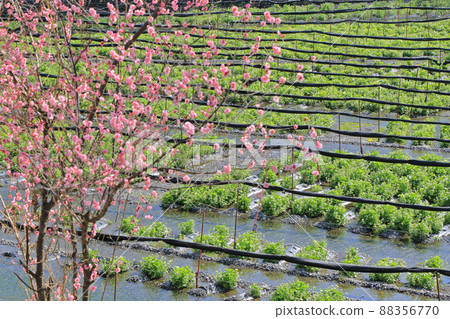 Plum blossom blooming Spring Daio Wasabi Farm Plum blossom blooming Spring Daio Wasabi Farm 88356770