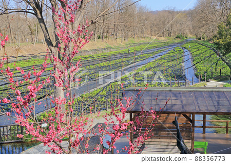 Plum blossom blooming Spring Daio Wasabi Farm Plum blossom blooming Spring Daio Wasabi Farm 88356773