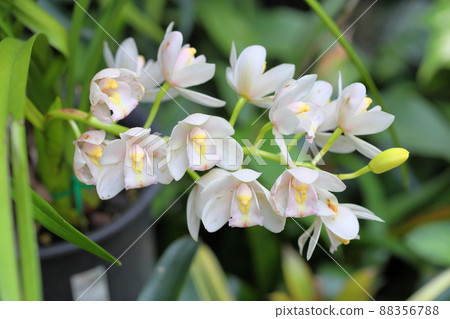 Ran flower Cymbidium Ran flower Cymbidium 88356788