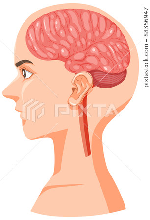 Human head section with brain 88356947