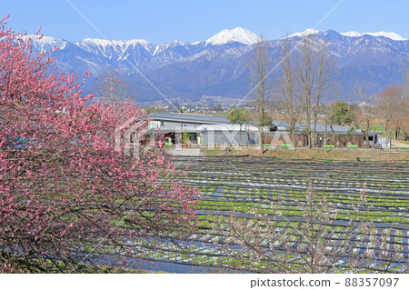 Plum blossom blooming Spring Daio Wasabi Farm Plum blossom blooming Spring Daio Wasabi Farm 88357097