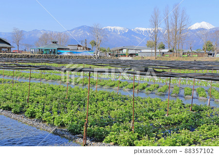 Daio wasabi farm in spring Daio wasabi farm in spring 88357102