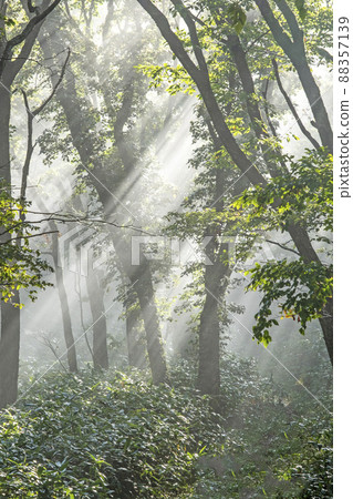 Scenery where light rays shine on the road of beech forest (Oyama Kagamiganaru) Scenery where light rays shine on the road of beech forest (Oyama Kagamiganaru) 88357139