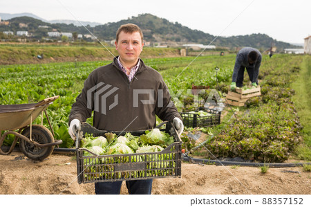 Satisfied farmer carries a crate of lettuce on the field Satisfied farmer carries a crate of lettuce on the field 88357152