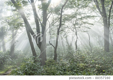 山毛櫸林路上光線照耀的風景(小山鏡火) 山毛櫸林路上光線照耀的風景(小山鏡火) 88357160
