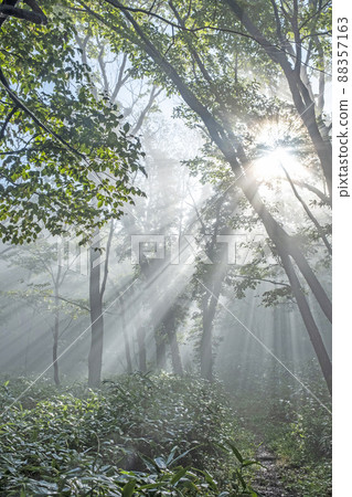 山毛櫸林路上光線照耀的風景（小山鏡火） 88357163