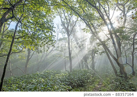 山毛櫸林路上光線照耀的風景（小山鏡火） 88357164