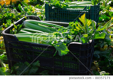 Freshly harvested celery in plastic box on vegetable field 88357173