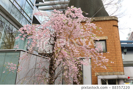 Weeping cherry blossoms and Ginza 1-chome, Chuo-ku, Tokyo 88357220