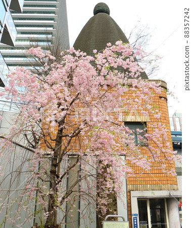 垂枝櫻花和東京都中央區銀座一丁目 88357242