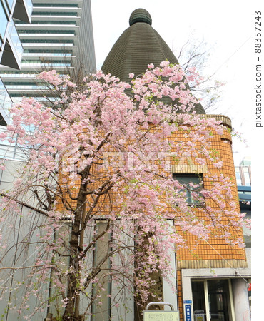 垂枝櫻花和東京都中央區銀座一丁目 88357243