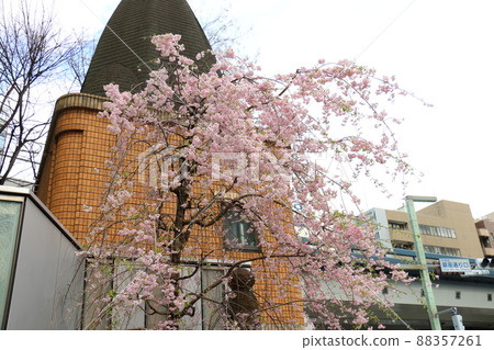 Weeping cherry blossoms and Ginza 1-chome, Chuo-ku, Tokyo 88357261